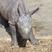 Image 2: Baby Rhino in Whipsnade