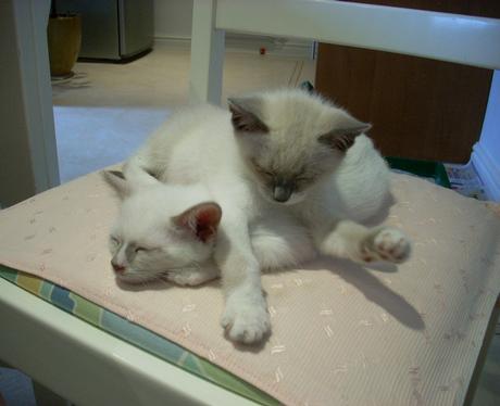 Rescue Kittens