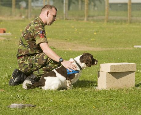 RAF Dog Trials