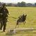 Image 5: RAF Dog Trials