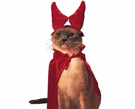 A cat in a red cape and horns