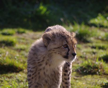 Whipsnade Zoo's Cheetah Cubs