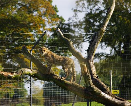 Whipsnade Zoo's Cheetah Cubs