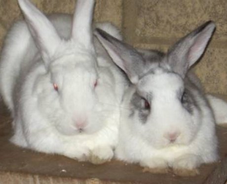Alfie & Angelica