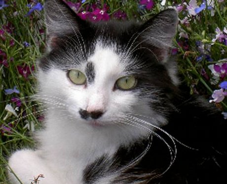 Merlin