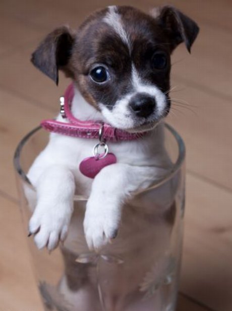 Sookie