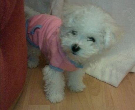 Lilly