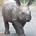 Image 6: Baby rhino at Whipsnade