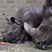 Image 5: Baby rhino at Whipsnade