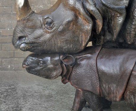 Baby rhino at Whipsnade