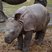 Image 3: Baby rhino at Whipsnade