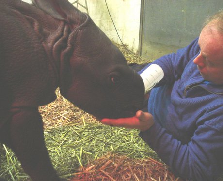 Baby rhino at Whipsnade