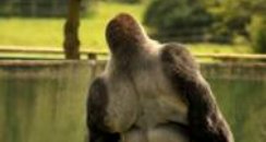 Gorilla that walks like a man.