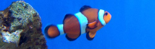 Clown fish