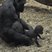 Image 1: Baby gorilla