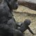 Image 8: Baby gorilla