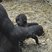 Image 9: Baby gorilla