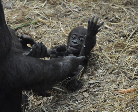 Baby gorilla