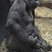 Image 5: Baby gorilla