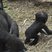 Image 3: Baby gorilla
