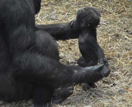 Baby gorilla