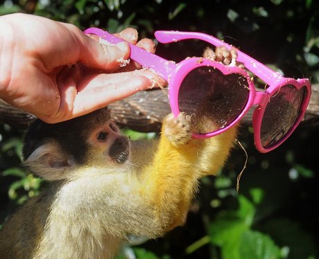 Squirrel Monkey