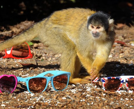 Squirrel Monkey
