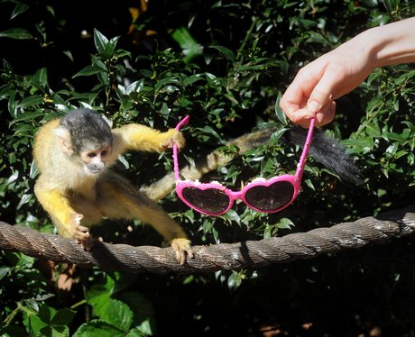 Squirrel Monkey