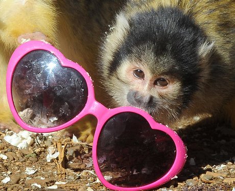 Squirrel Monkey