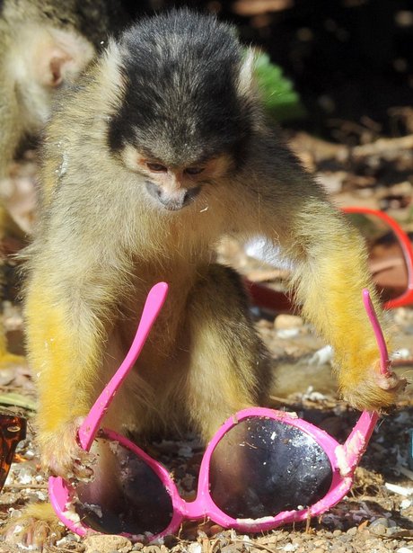 Squirrel Monkey