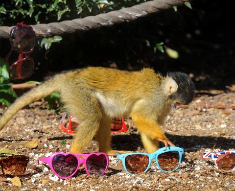 Squirrel Monkey