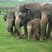Image 9: Whipsnade Elephants