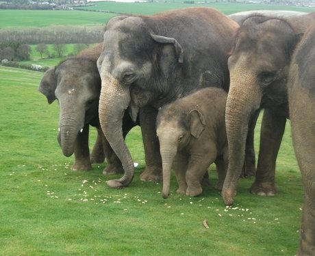 Whipsnade Elephants