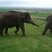Image 8: Whipsnade Elephants