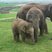 Image 6: Whipsnade Elephants