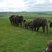 Image 4: Whipsnade Elephants