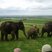 Image 2: Whipsnade Elephants