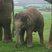 Image 1: Whipsnade Elephants