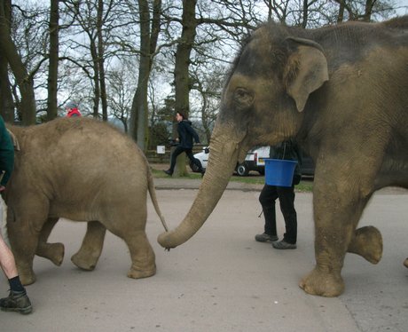 Whipsnade Elephants