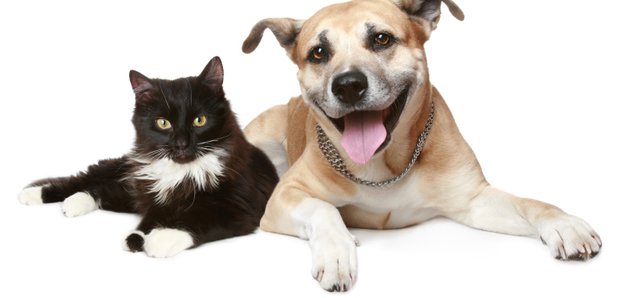 Cat and Dog