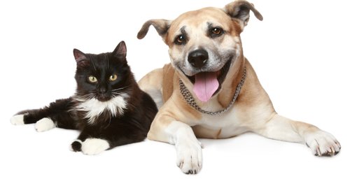 Cat and Dog