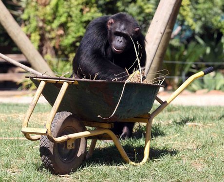 monkeys gardening