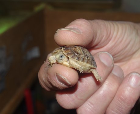 Tiny Tim