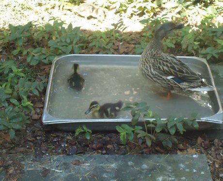 Ducks at the Maelor