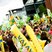 Image 5: Canaries celebrations
