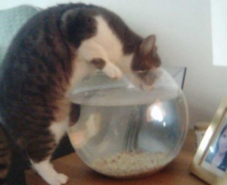 One lucky fish competition