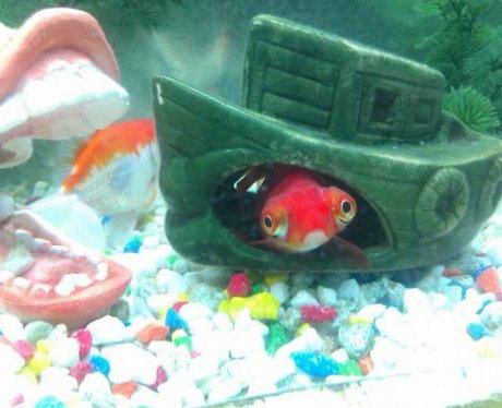 One lucky fish competition