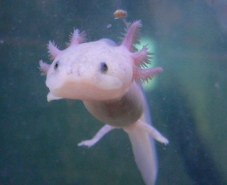 One lucky fish competition