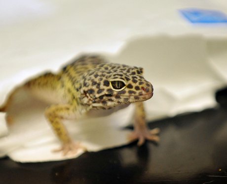 Sahara the Gecko