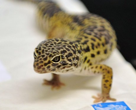 Sahara the Gecko